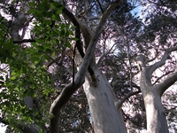 Parco_Cosentini - 20110417 017.jpg